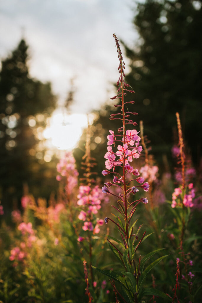 A close up of a flower from an Alaska elopement.