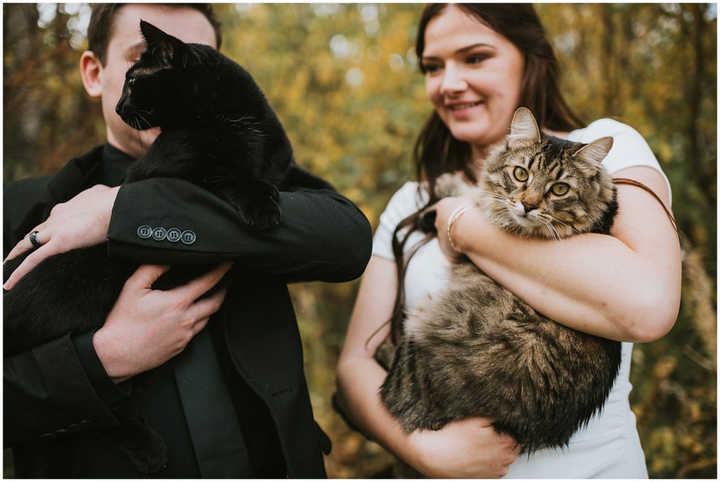 wedding cat
