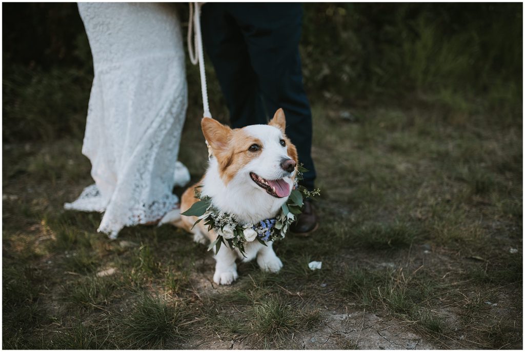 dog in wedding