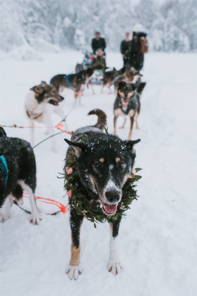 A team of sled dogs stands in the snow, with one dog in focus wearing a wreath around its neck. Snow is falling gently, capturing the essence of travel to Alaska, where people are visible in the blurred background, adding to the wintry charm.