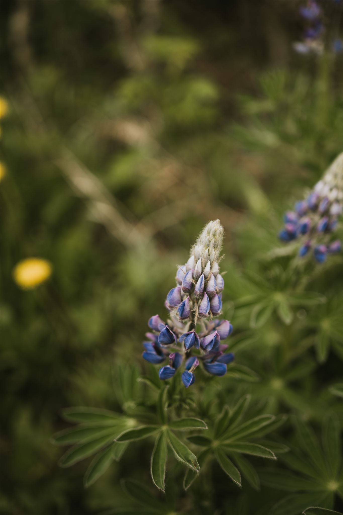 A vibrant purple lupine flower with lush green leaves takes center stage against a softly blurred natural background, capturing the essence of travel to Alaska's breathtaking landscapes.