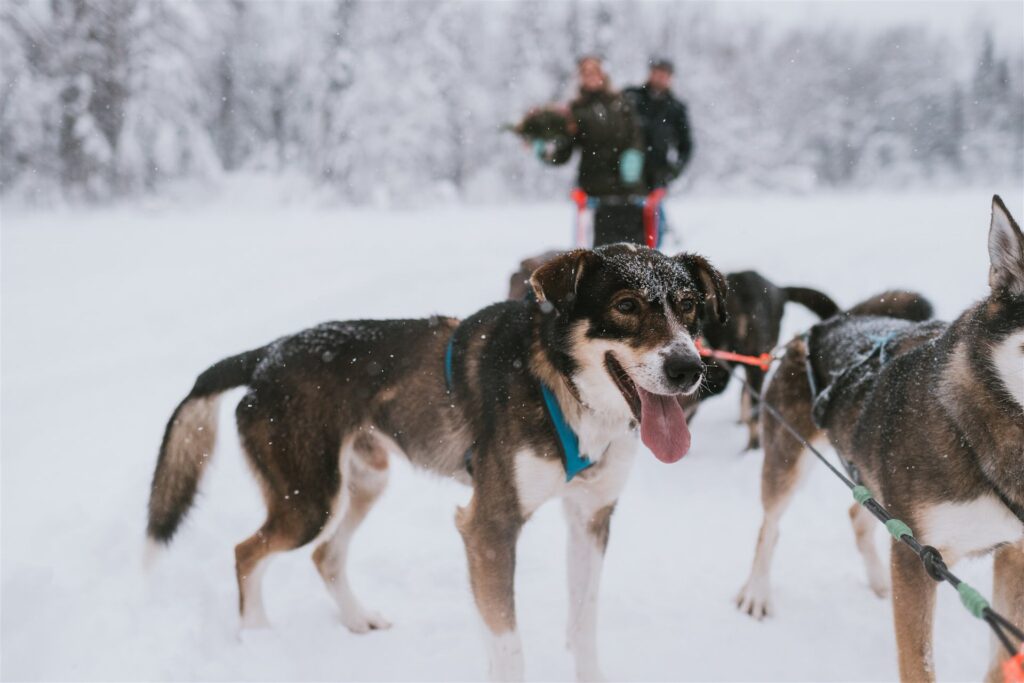 Close-up of a sled dog with its tongue out in a snowy landscape, part of a team, capturing the thrill of a winter elopement, with two people blurred in the background.