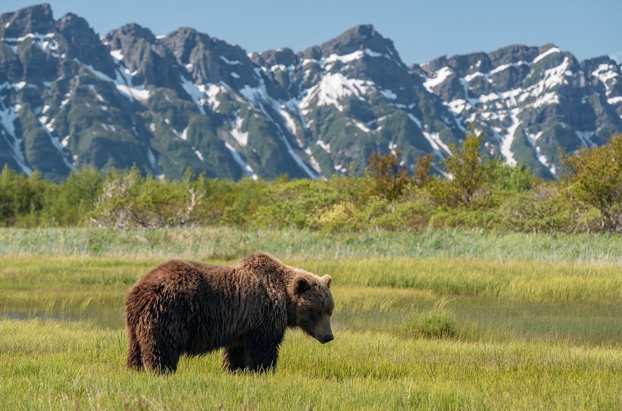 A brown bear stands in a grassy field with snow-capped mountains in the background under a clear blue sky, creating a breathtaking scene perfect for unique proposal ideas.