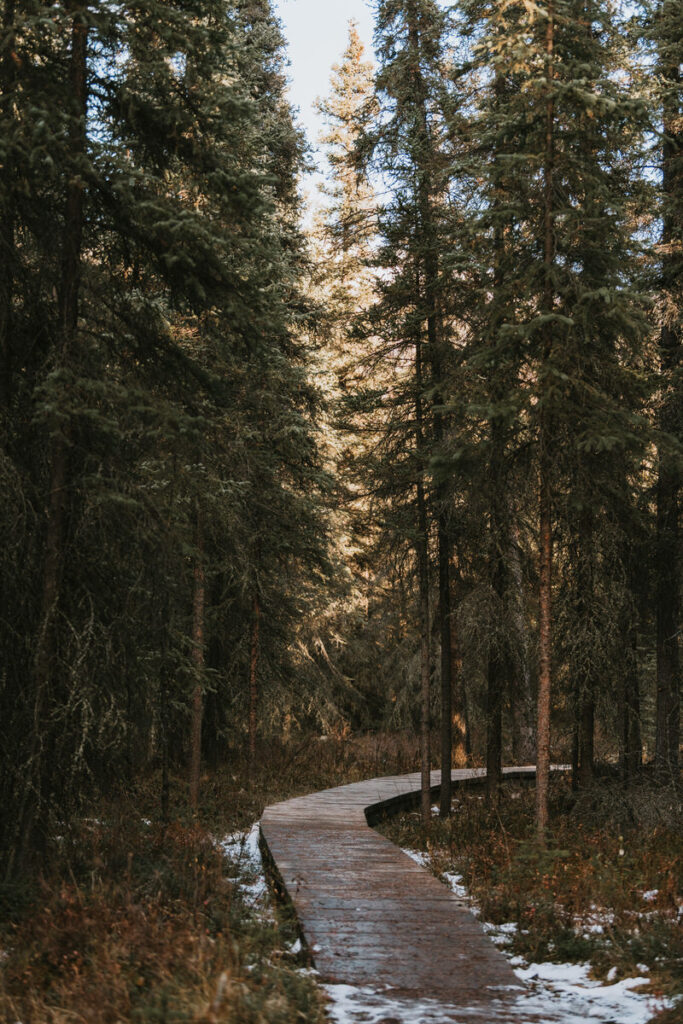 A wooden boardwalk winds through a dense forest of tall evergreen trees with patches of snow on the ground, offering a serene glimpse into classic Alaska hikes.