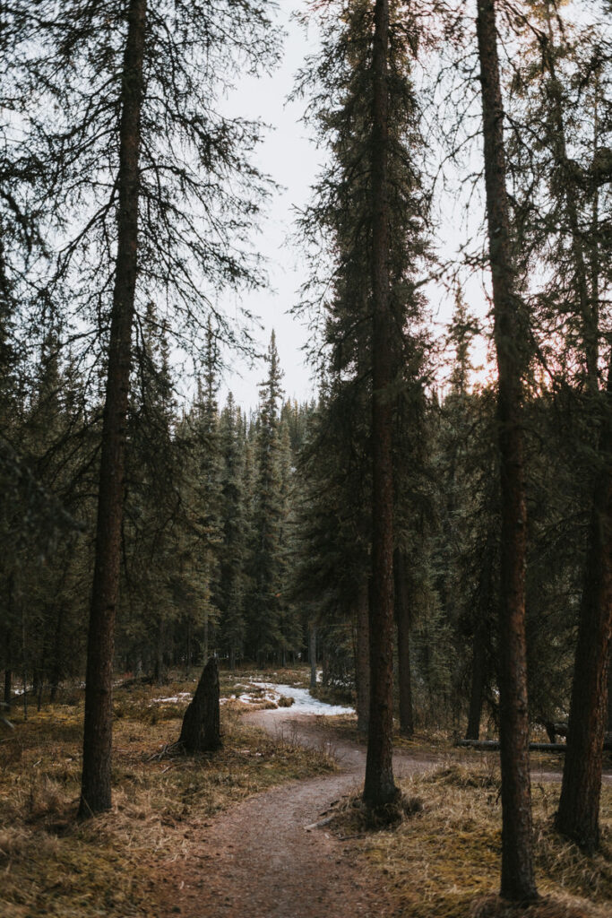 A narrow dirt path winds through a dense forest of tall evergreen trees under an overcast sky, capturing the serene beauty found on many Alaska hikes.
