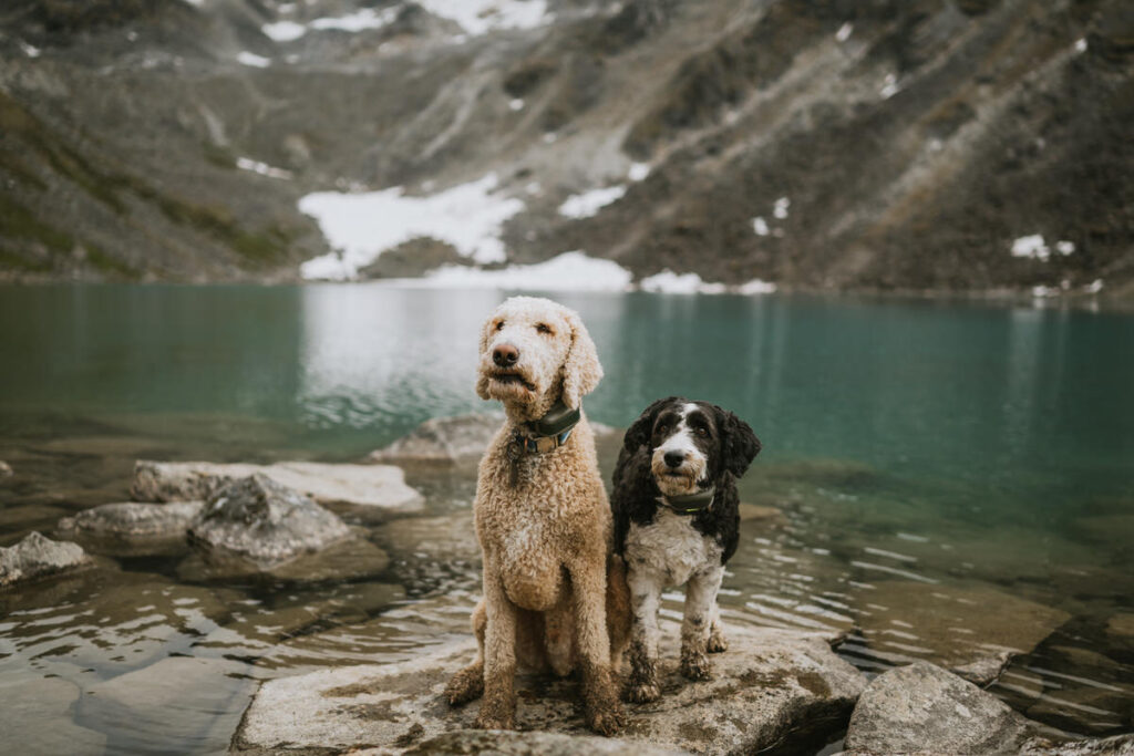 Two dogs sit side by side on rocks near the edge of a clear mountain lake, surrounded by snowy peaks and rugged terrain—an idyllic scene from one of the many breathtaking Alaska hikes.