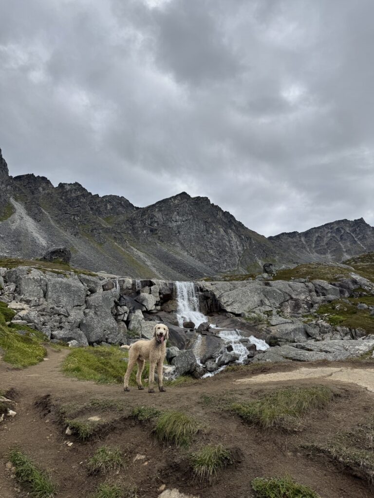 A light-colored dog stands on a dirt path in front of rocky terrain with a small waterfall and cloudy mountain landscape, capturing the spirit of Alaska hikes.